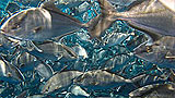 The wonder fish